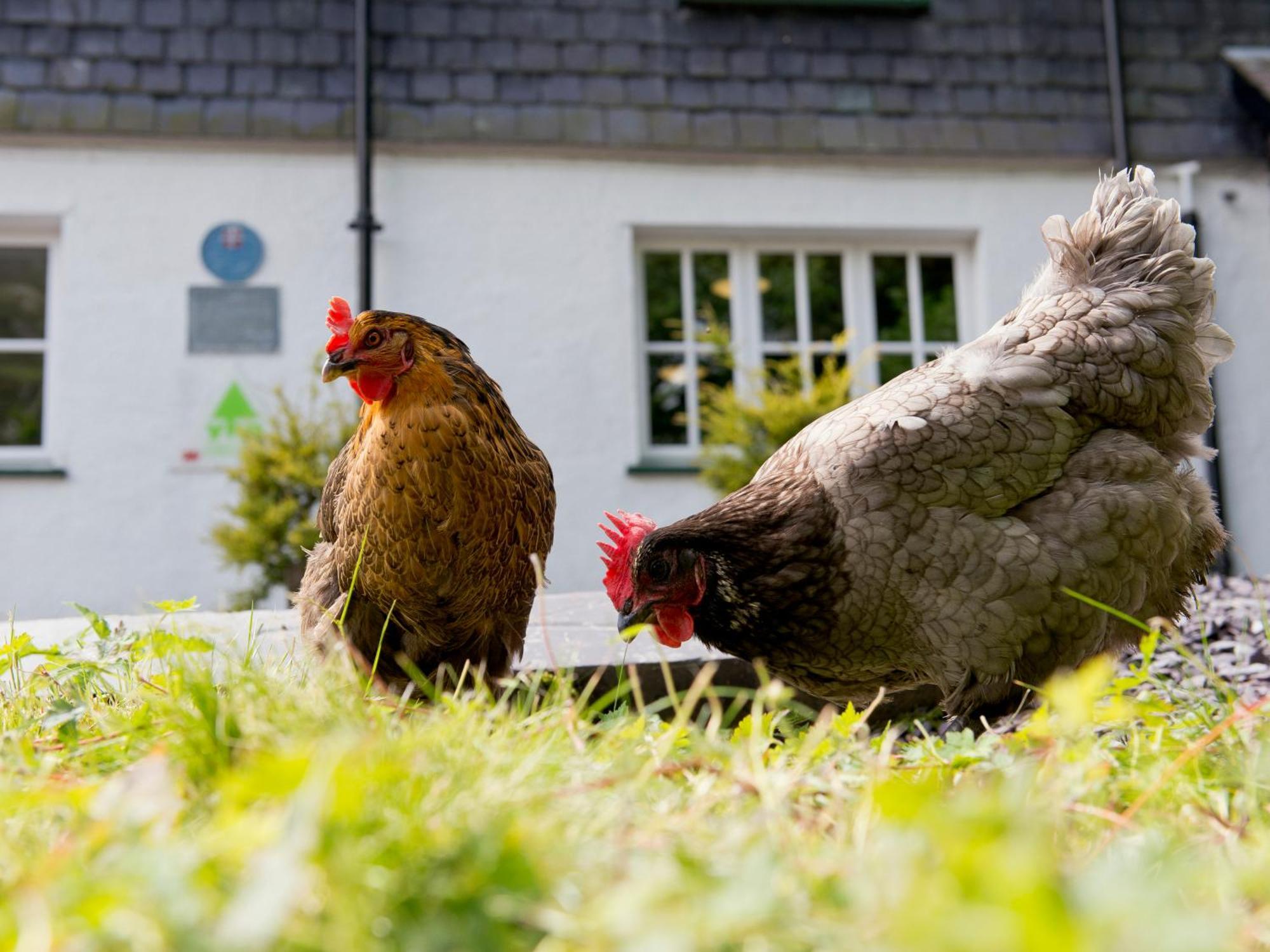 Yha Idwal Cottage Bethesda Exteriér fotografie